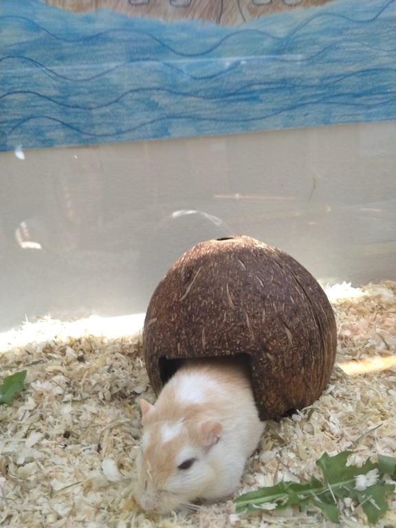 Maskot Emil (zdroj: Městská knihovna Týniště nad Orlicí) Maskot Emil (zdroj: Městská knihovna Týniště nad Orlicí)