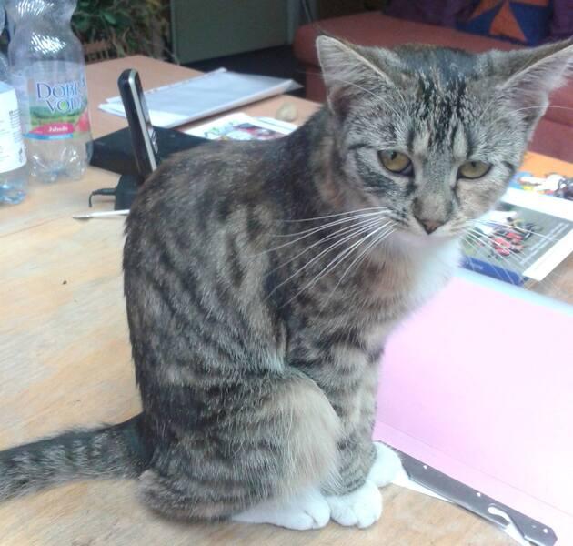 Maskot kočička Kulička (zdroj: Městská knihovna Týnec nad Sázavou) Maskot kočička Kulička (zdroj: Městská knihovna Týnec nad Sázavou)