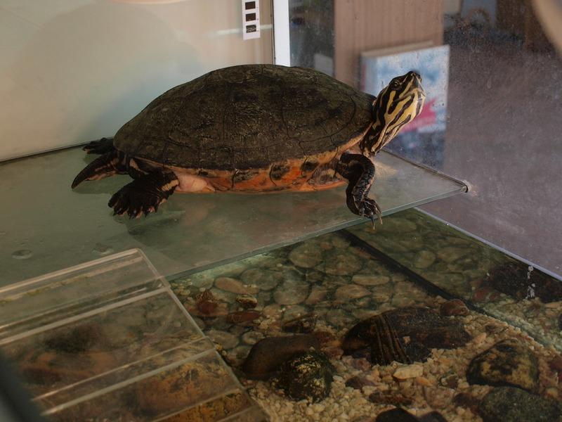 Maskot Karel (zdroj: Městská knihovna Most) Maskot Karel (zdroj: Městská knihovna Most)