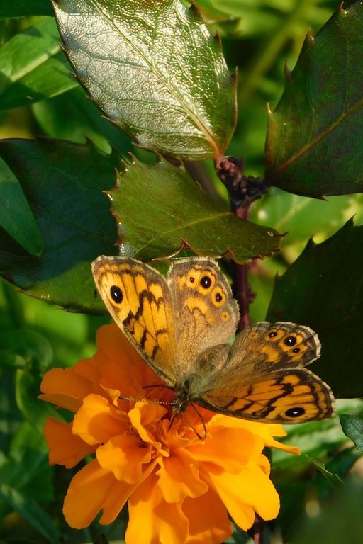 Na vystavených fotografiích nechyběli motýli