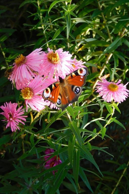 Na vystavených fotografiích nechyběli motýli Na vystavených fotografiích nechyběli motýli